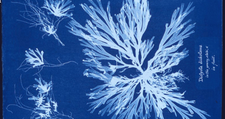 Anna_Atkins_algae_cyanotype_pixiz