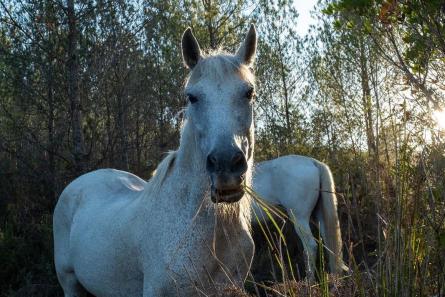 Cavalls-al-parc-F.-Miranda-2