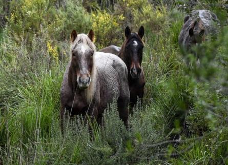 Cavalls-al-parc-F.-Miranda-3