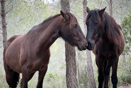 Cavalls-al-parc-F.-Miranda-4
