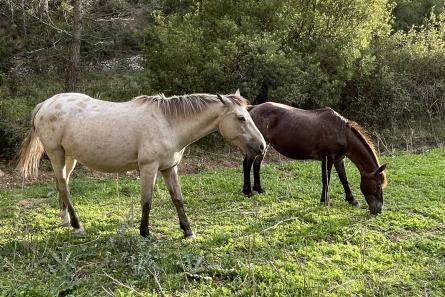 Cavalls-al-parc-F.-Miranda-6-scaled