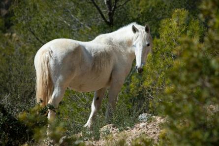 cavalls-lliures