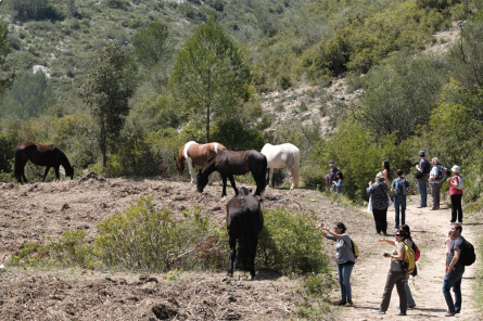 cavalls-lliures-UDC