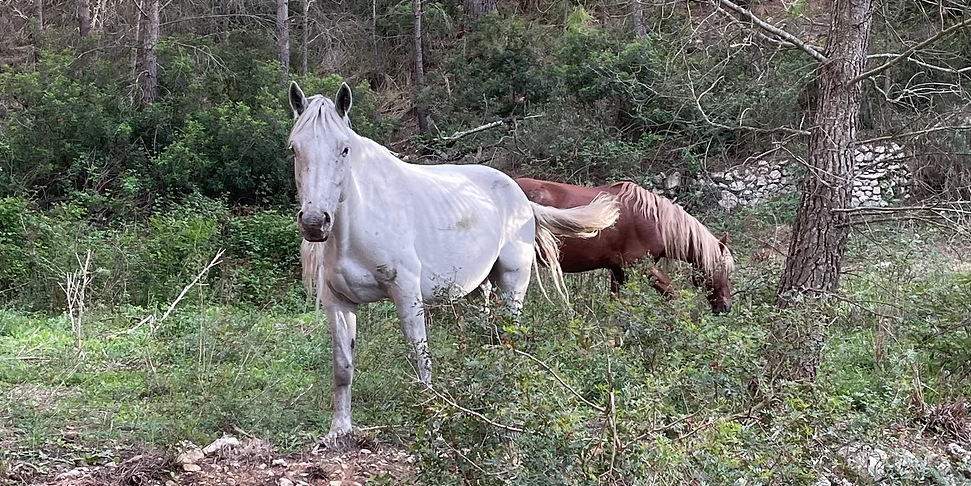 CavallsParcGarraf