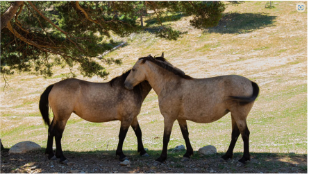 coscavallsillibertat