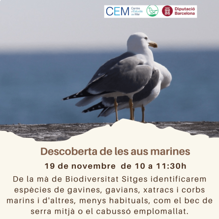 descoberta aus 19 de novembre