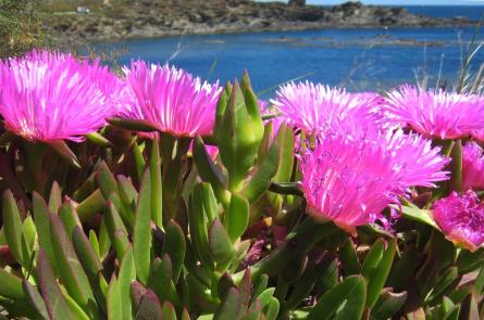 Especies invasores dels sistemes aquatics