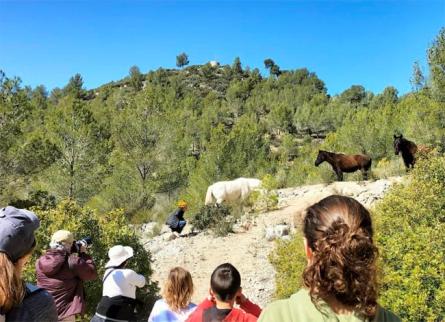 garraf_cavalls_lliures3