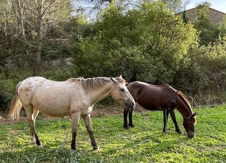 garraf_cavalls