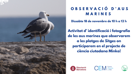 Observació aus 18 de novembre