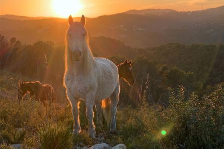 sunset cavalls