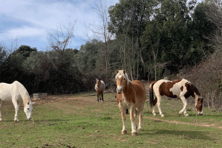 Un dia entre cavalls