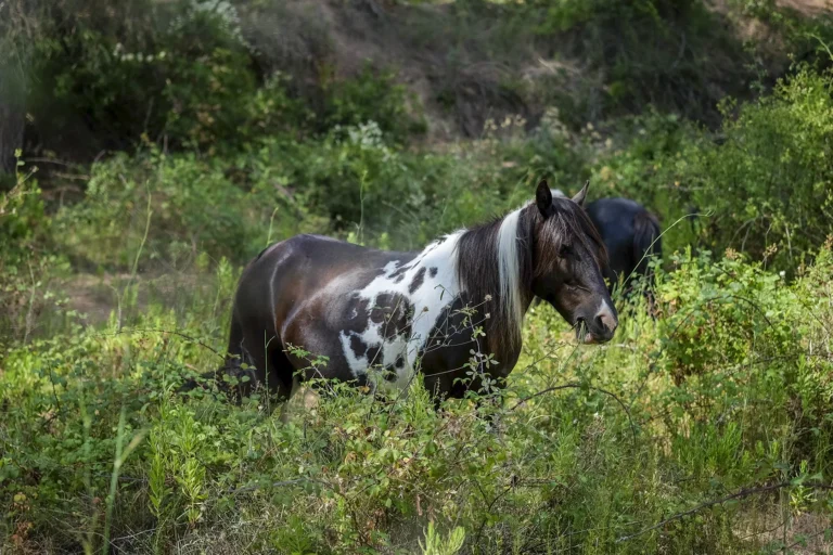 Free-roaming horses in the Parc del Garraf (Garraf Park)