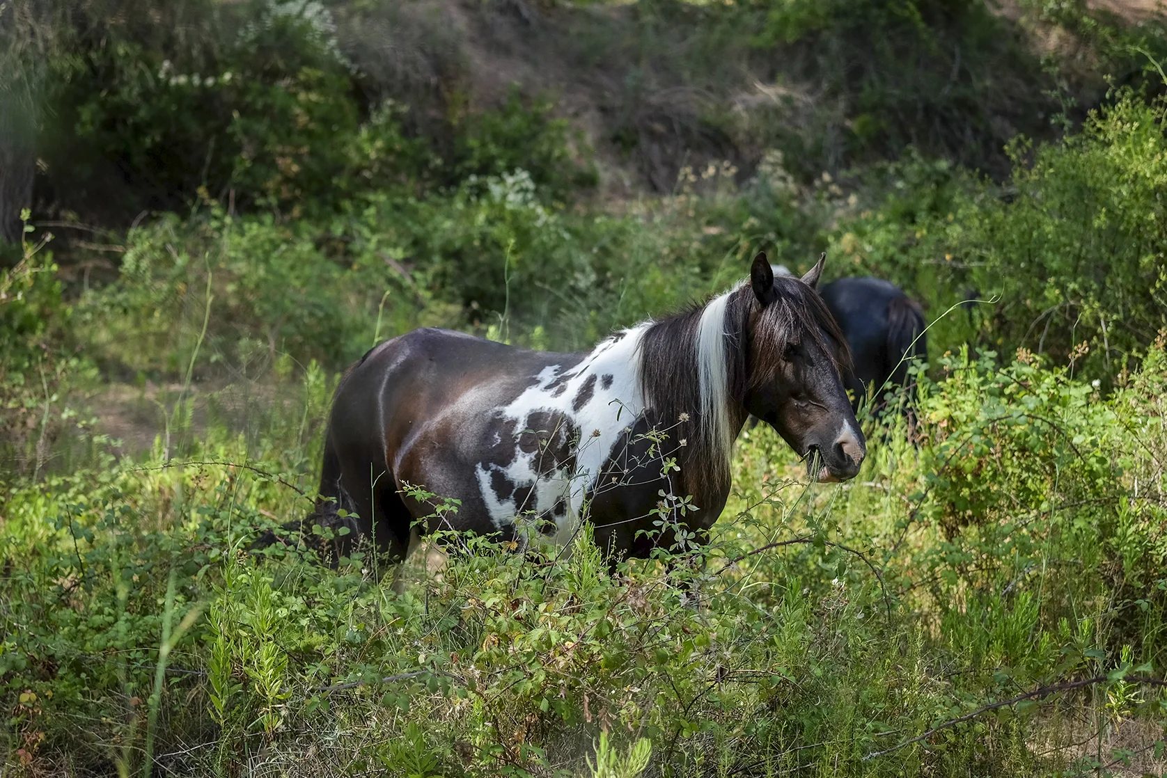 Free-roaming horses in the Parc del Garraf (Garraf Park)