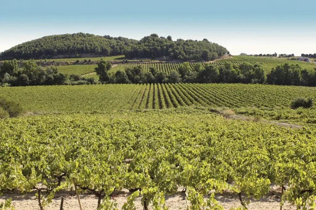 Viñedos del Penedès en la ruta de La carretera del vi, entre colinas y cielo despejado.